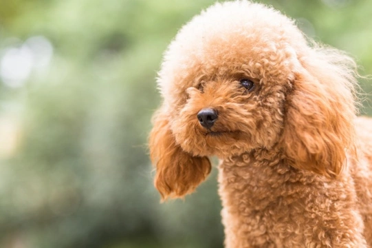 Can toy poodles swim?