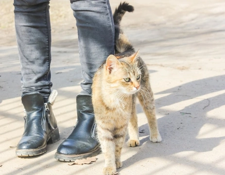 Why do cats seem to deliberately get underfoot?