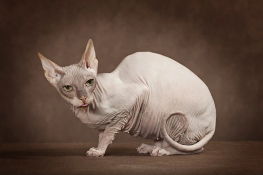 7 Cat Breeds that Boast Dog-like Personalities