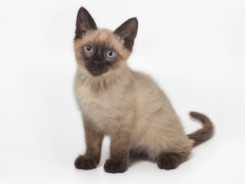 Five universal personality traits of the Siamese cat