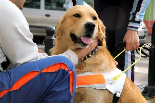 How do working dogs communicate with and alert their handlers of things?