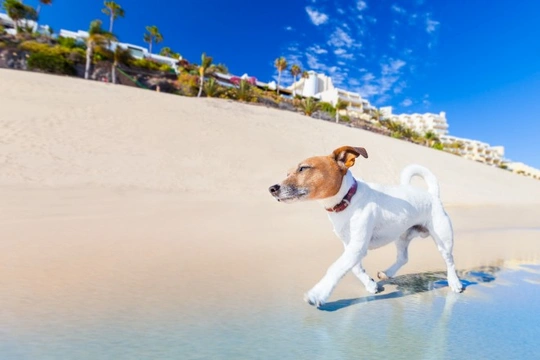 Cooling your dog down after exercise