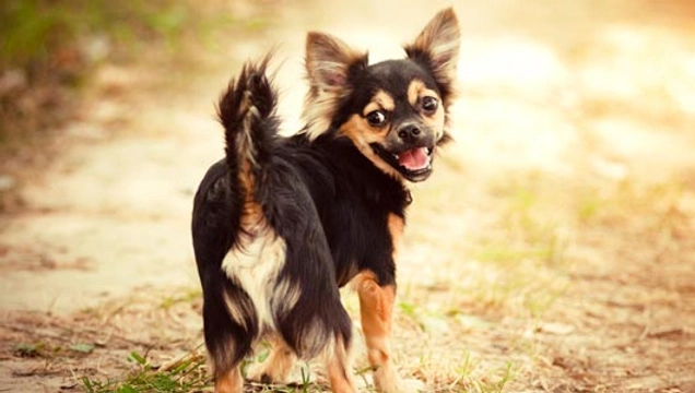 Waarom jaagt mijn hond zijn eigen staart achterna?