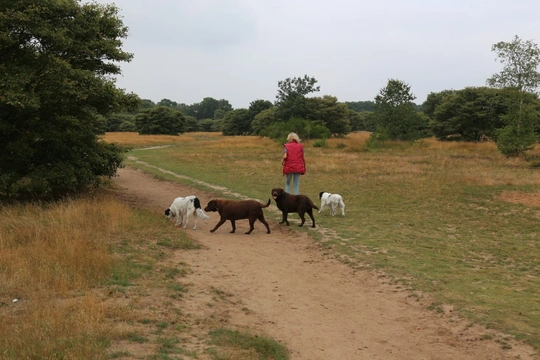 Losloopgebied: Natuurgebied 't Harde in Blaricum