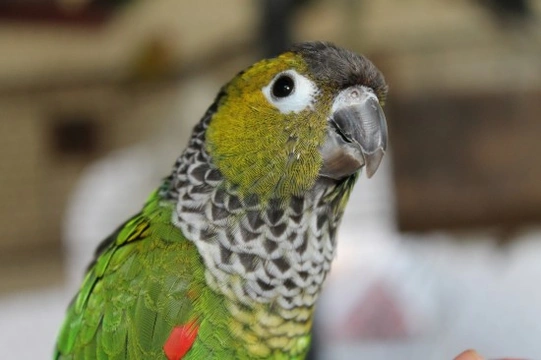 Black capped Conure