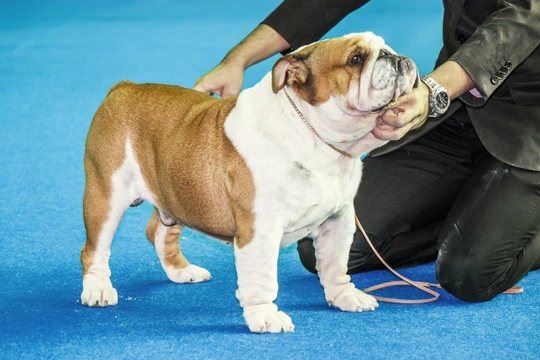 Municipality of Amsterdam moves to end dog shows in the city