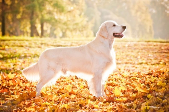 Golden Retriever Temperament and Training