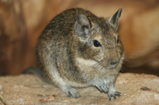 Caring for degus