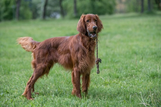 Globoid cell leukodystrophy or Krabbe disease DNA health testing for Irish setters