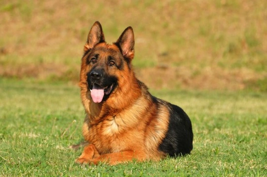 3 Common Complaints in German Shepherds