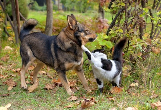 Why Do Some Cats Turn Aggressive?