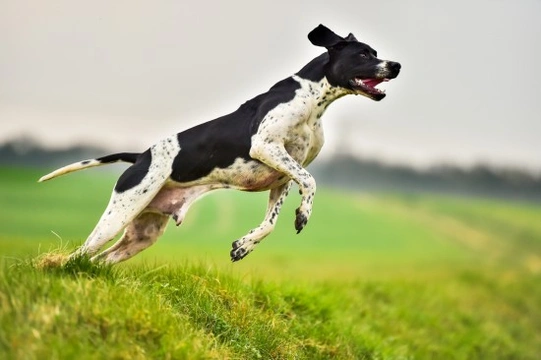 Pointer dog hereditary health and health testing