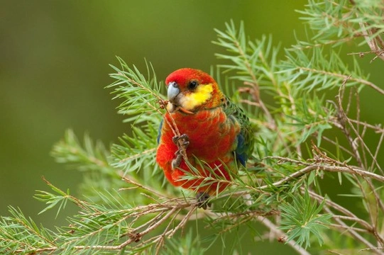 The Rosella Family of Australian Parrots