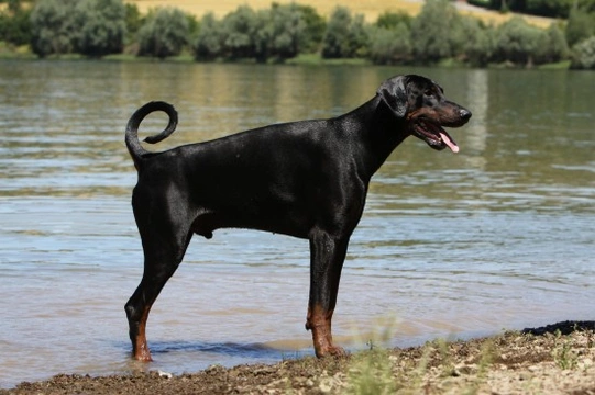 Wobbler Syndrome in Dobermans