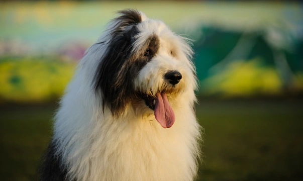 Hereditary ataxia (HA) DNA testing for the Old English sheepdog