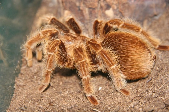 Tips for choosing and buying a healthy pet tarantula