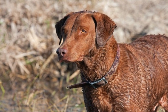 Traits and temperament of the Chesapeake Bay Retriever