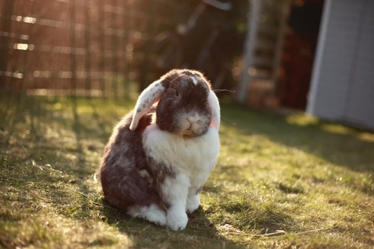 Vaccinating your rabbits