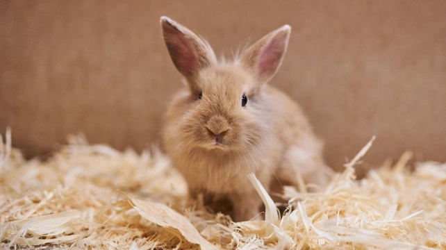 The problems with ‘sticky bums’ on rabbits