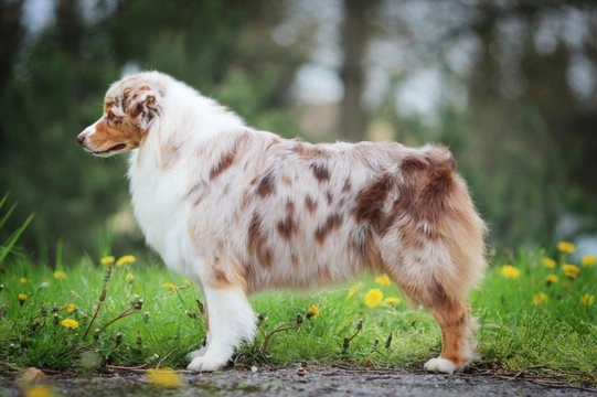 Why do some dog breeds have naturally bobbed tails?