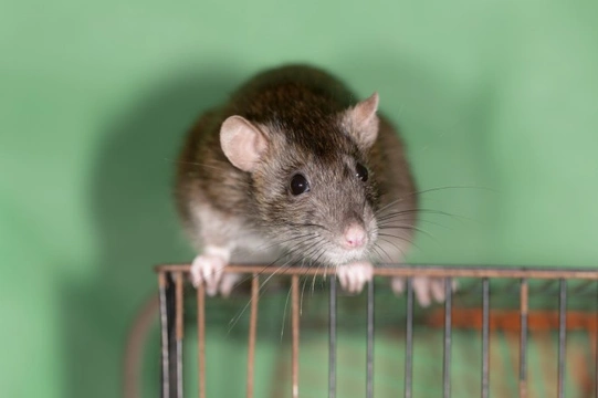 Creating a basic first aid kit for rats and other small caged pets