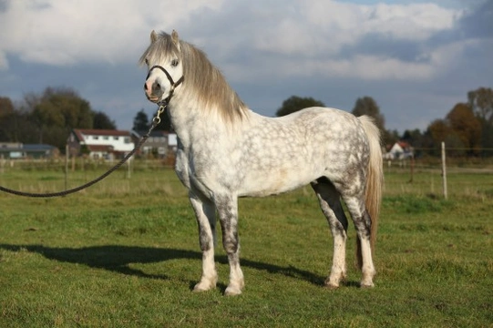 The cheeky Welsh Mountain Pony