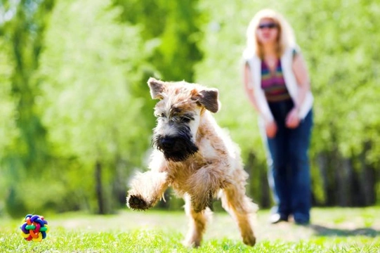 How much exercise does your dog need?