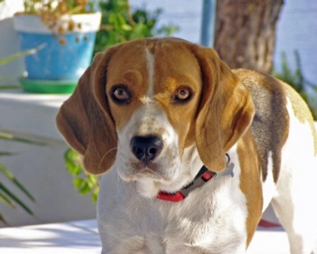 Beagle Harrier e Beagle: differenze e carattere