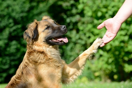 Coping with a Dog's Fear of Strangers