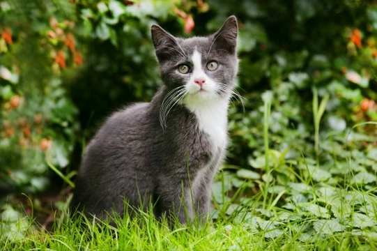 Lyme disease in cats