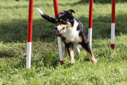 Teaching chain commands to your dog