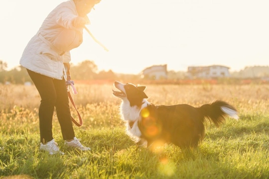 What dog owners need to know about the Protection of Livestock Act (1953)