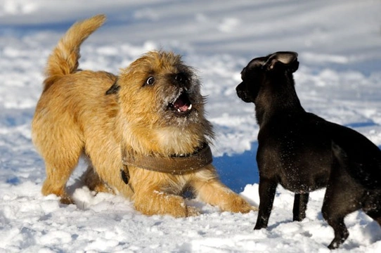 Dog Aggression towards unfamiliar Dogs