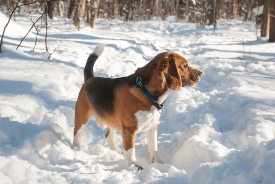 Frostbite in dogs