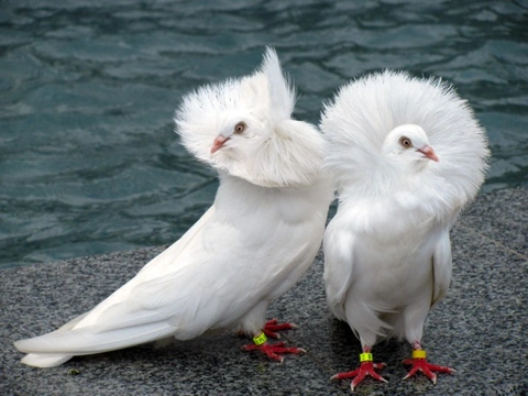 13 Amazing Breeds of Fancy Pigeons