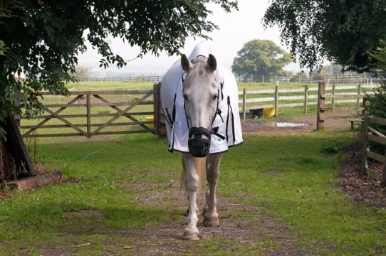 Avoiding Laminitis this Spring