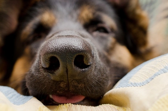 Why do dogs have wet noses?