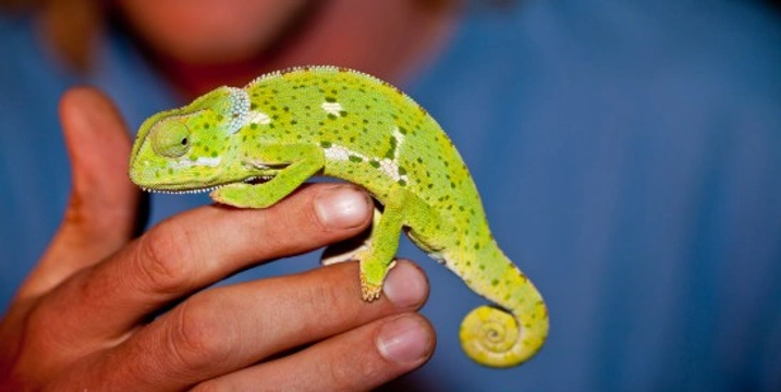 Common Skin Disorders Seen in Reptiles