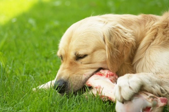 Tips for Safe Raw Feeding of Dogs