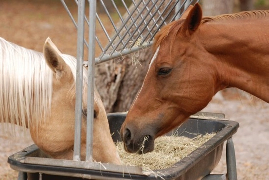 How to Recognise and Deal with Choke in Horses