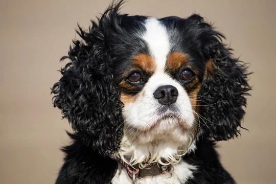 How primary secretory otitis media (glue ear) can affect the Cavalier King Charles Spaniel