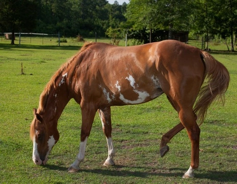 Is a Box Foot a Problem for Horses?