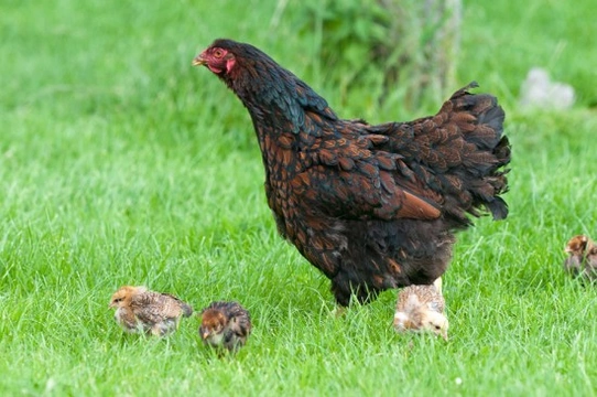 Is my hen broody?