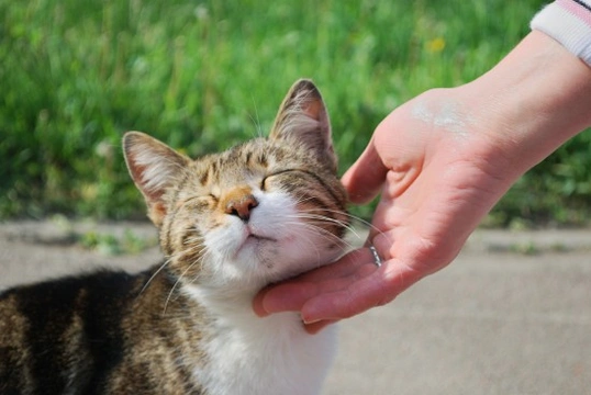 Socialising your kitten or young cat