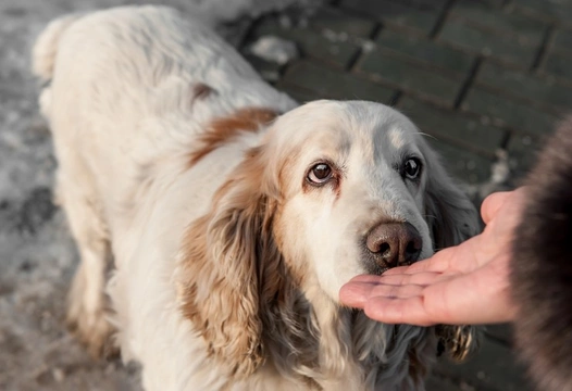 What makes a dog choose to approach a certain person?