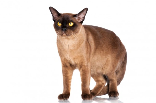 The Burmese Cat Health Concerns