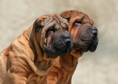 More information on familial Shar-Pei fever