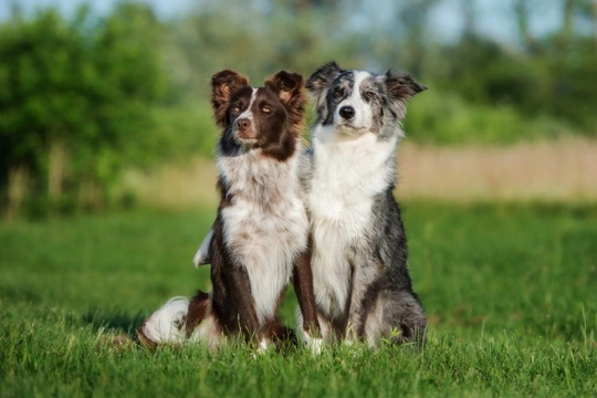 Imerslund-Grasbeck syndrome (IGS) in Border collies