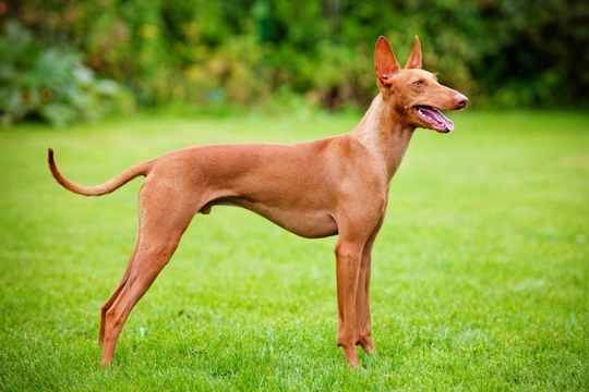 A Rare and Beautiful Hound - The Cirneco dell’Etna