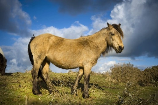 Ten British horse breeds facing extinction